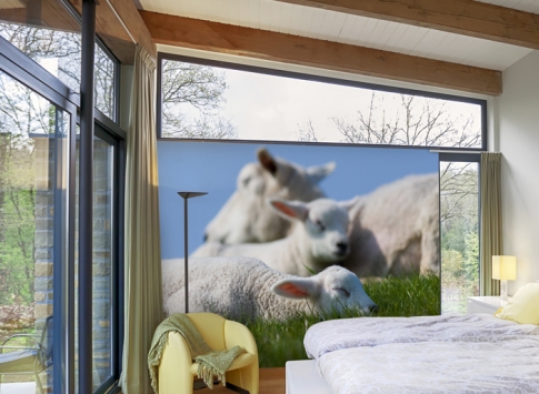  Opvallend behangpapier - Noordwand - Collectie: Farm Life - Sheep 